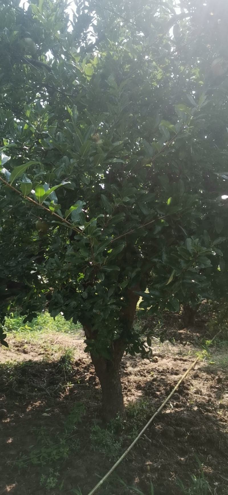 大量出售石榴树，量大从优，量大可以优惠，