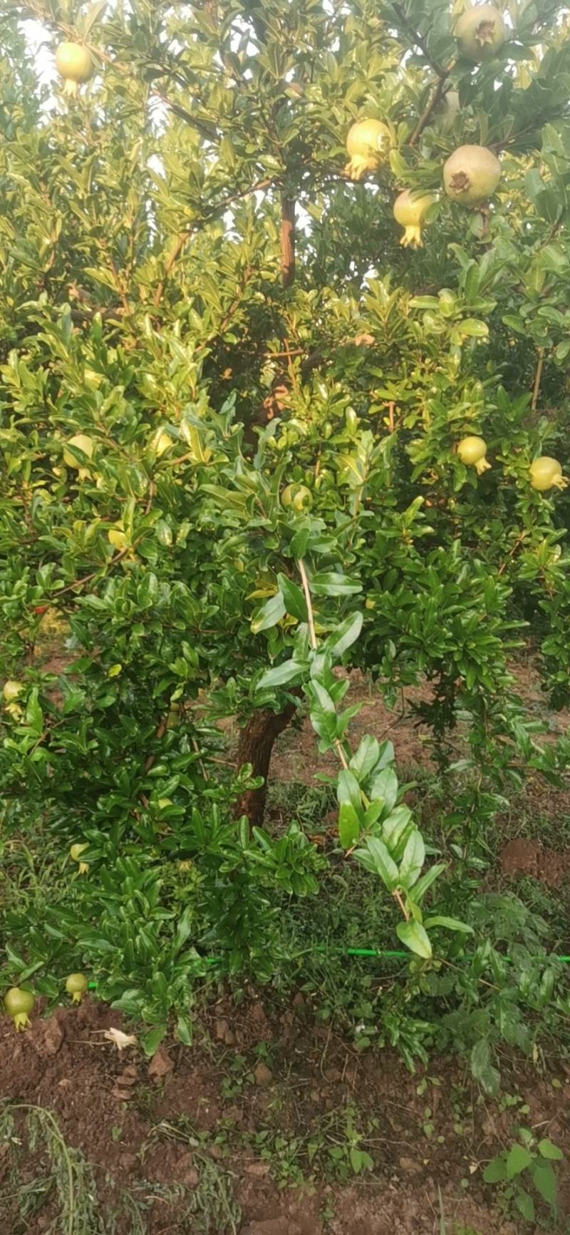 大量出售石榴树，量大从优，量大可以优惠，