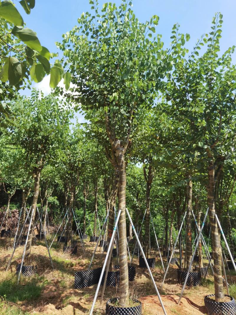广东精品宫粉紫荆，大小规格齐全，价格实惠，