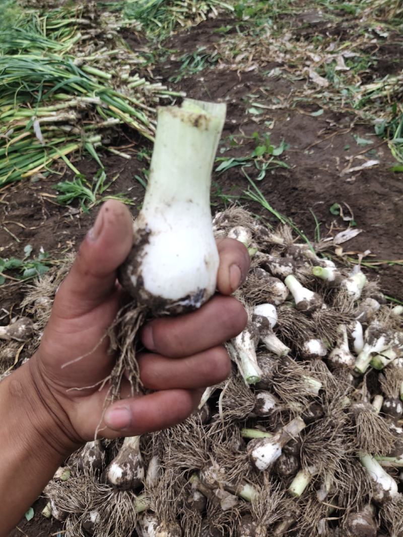 吉林万亩产区种植基地特产青蒜头一件代发！