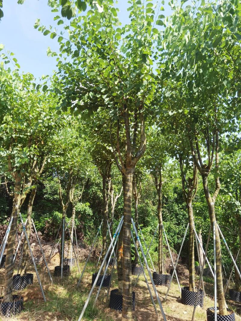 广东精品宫粉紫荆，大小规格齐全，价格实惠，