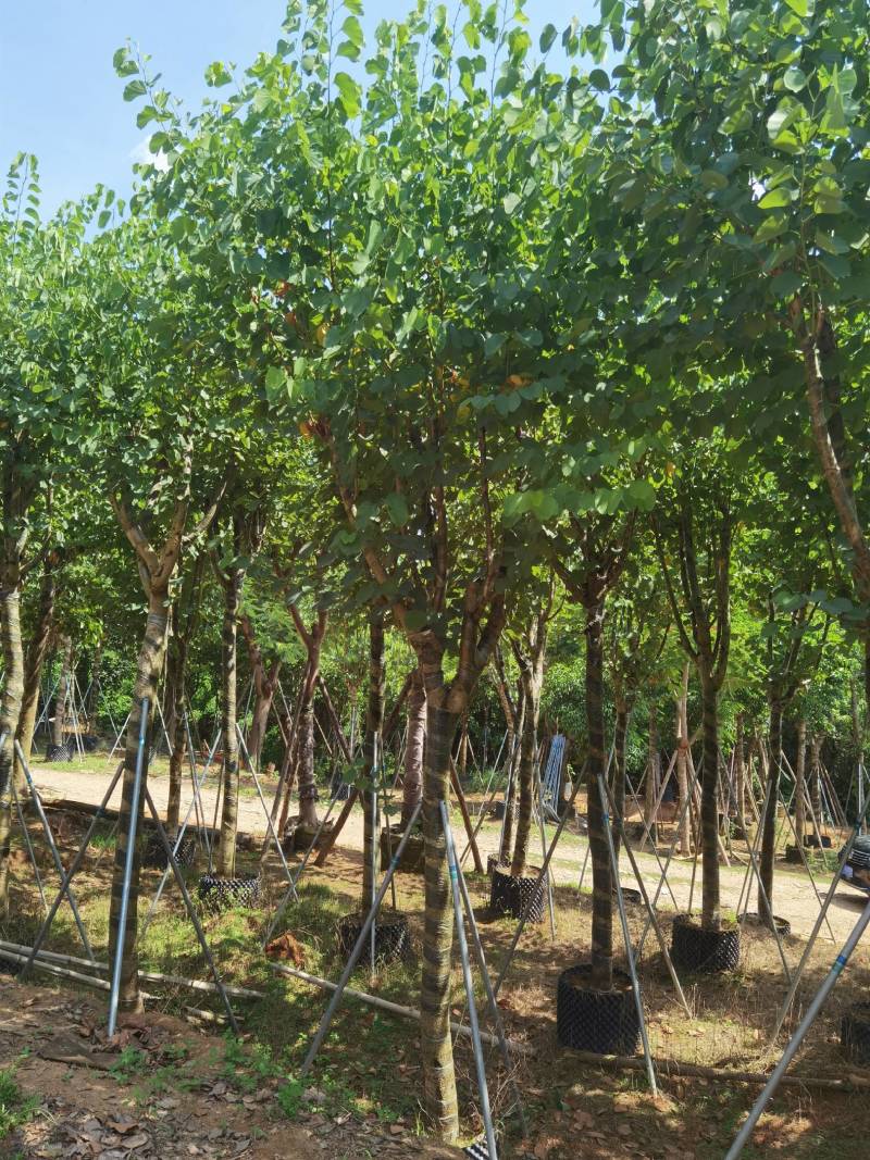 广东精品宫粉紫荆，大小规格齐全，价格实惠，