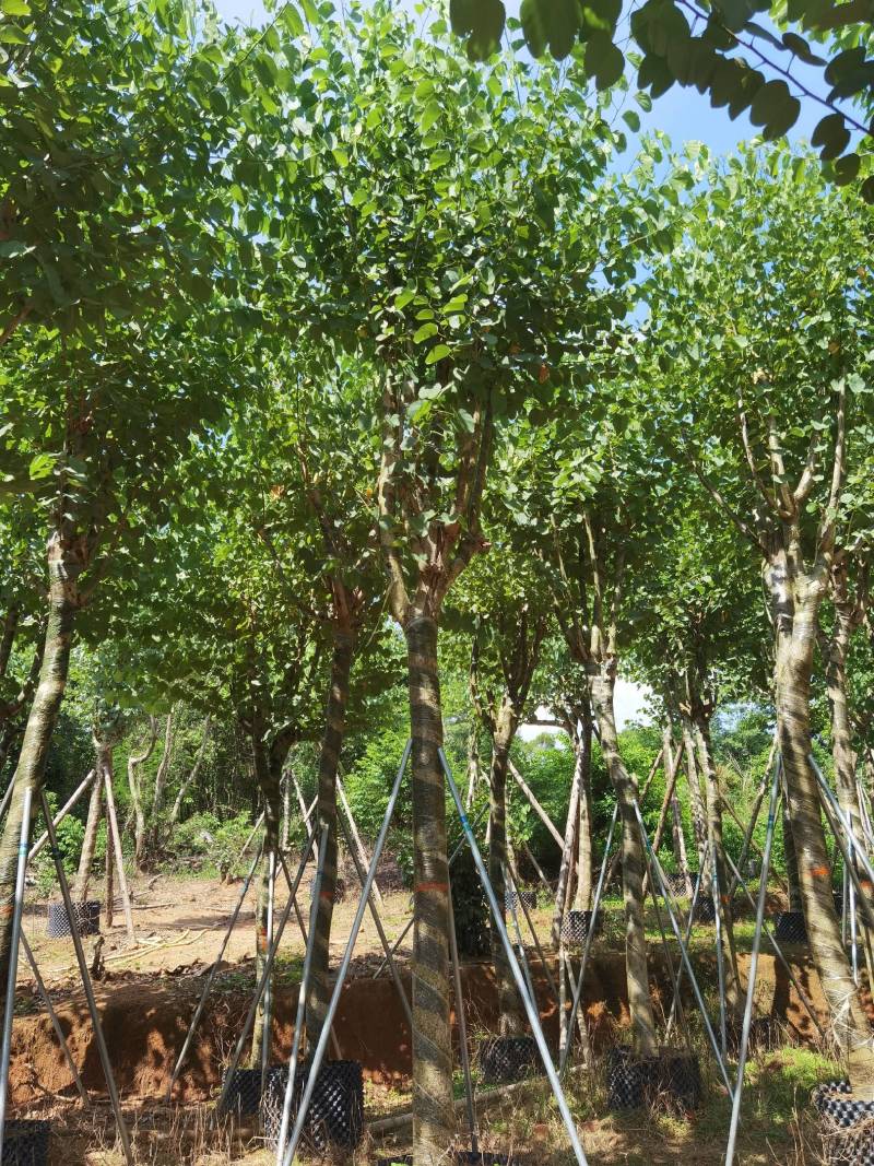 广东精品宫粉紫荆，大小规格齐全，价格实惠，