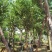 广东精品宫粉紫荆，大小规格齐全，价格实惠，