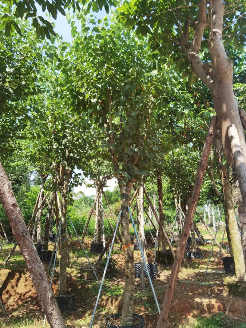 广东精品宫粉紫荆，大小规格齐全，价格实惠，