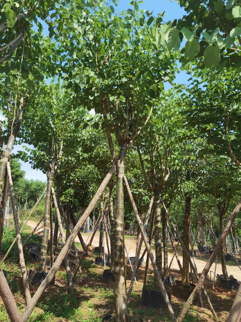 广东精品宫粉紫荆，大小规格齐全，价格实惠，
