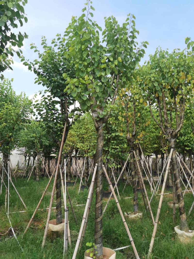 广东精品宫粉紫荆，大小规格齐全，价格实惠，