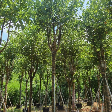 广东精品宫粉紫荆，大小规格齐全，价格实惠，