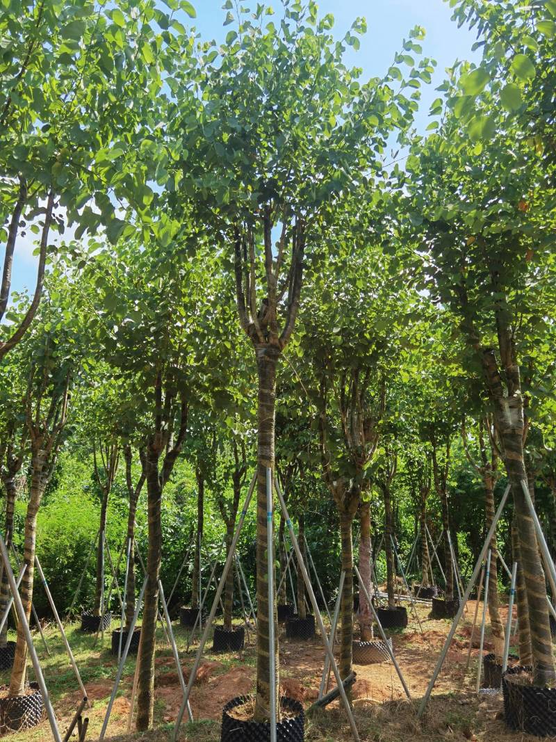 广东精品宫粉紫荆，大小规格齐全，价格实惠，