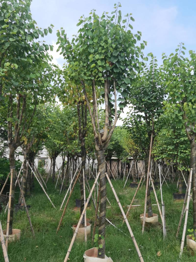 广东精品宫粉紫荆，大小规格齐全，价格实惠，