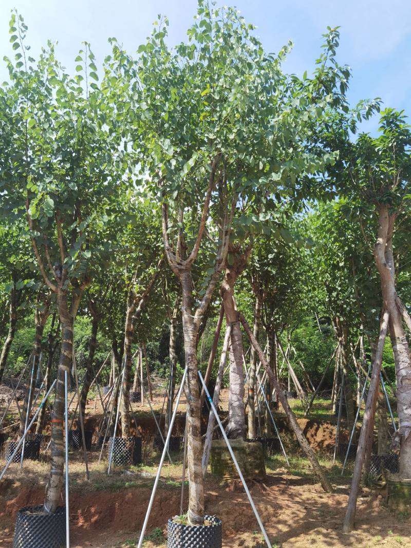 广东精品宫粉紫荆，大小规格齐全，价格实惠，