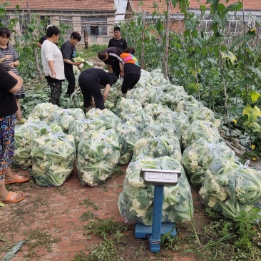 吉林特产有机菜花，质量嘎嘎好，产地直销一次合作终身朋友，