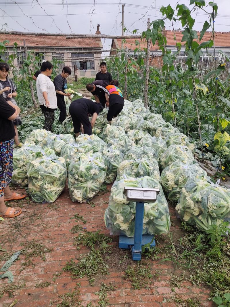 吉林特产有机菜花，质量嘎嘎好，产地直销一次合作终身朋友，