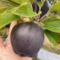 苹果树苗，平果苗黒魅苹果树苗嫁接果树苗