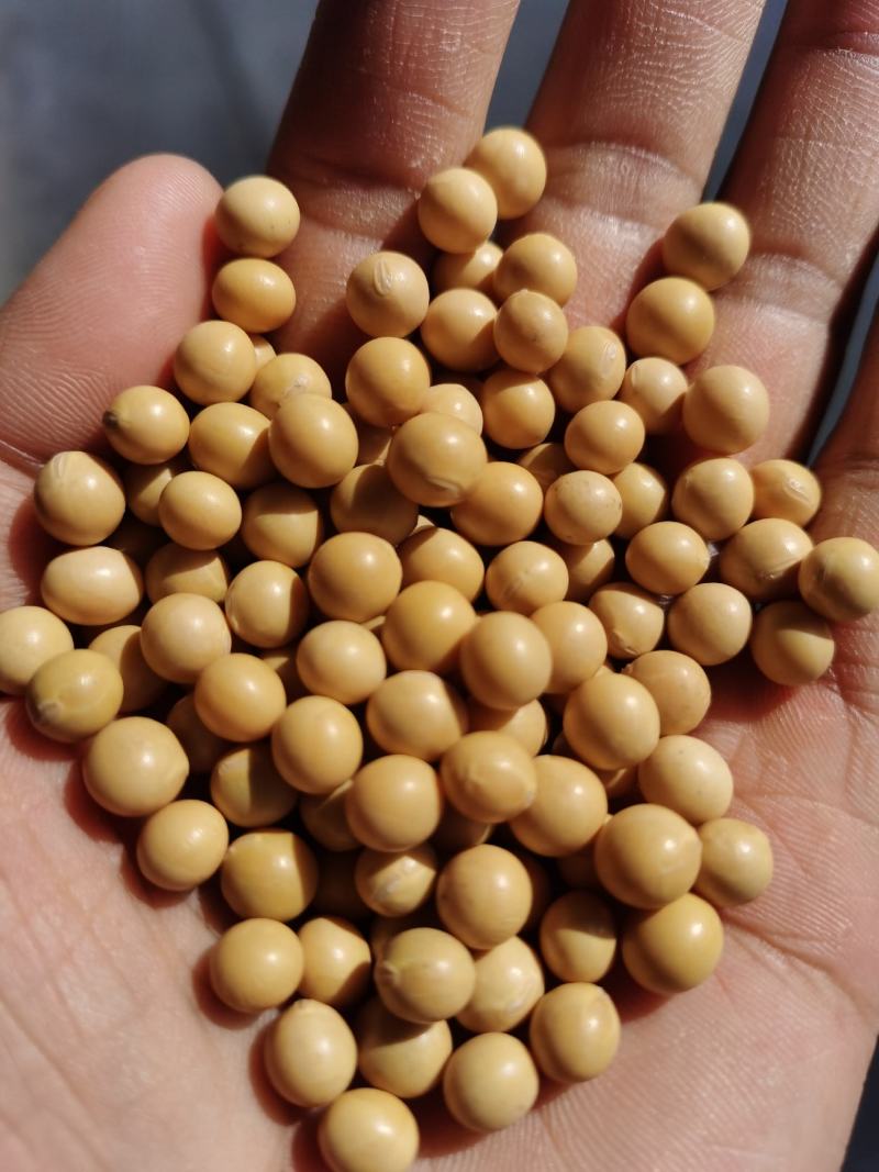 黄豆高蛋白大豆可做豆浆豆腐腐竹厂家直销量大从优