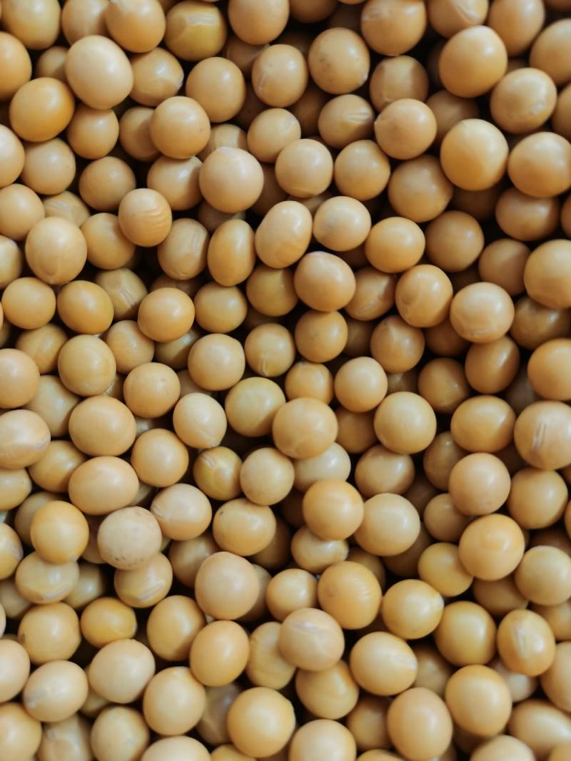 黄豆高蛋白大豆可做豆浆豆腐腐竹厂家直销量大从优