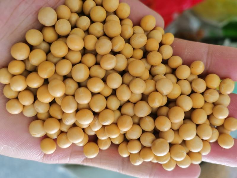 黄豆高蛋白大豆可做豆浆豆腐腐竹厂家直销量大从优
