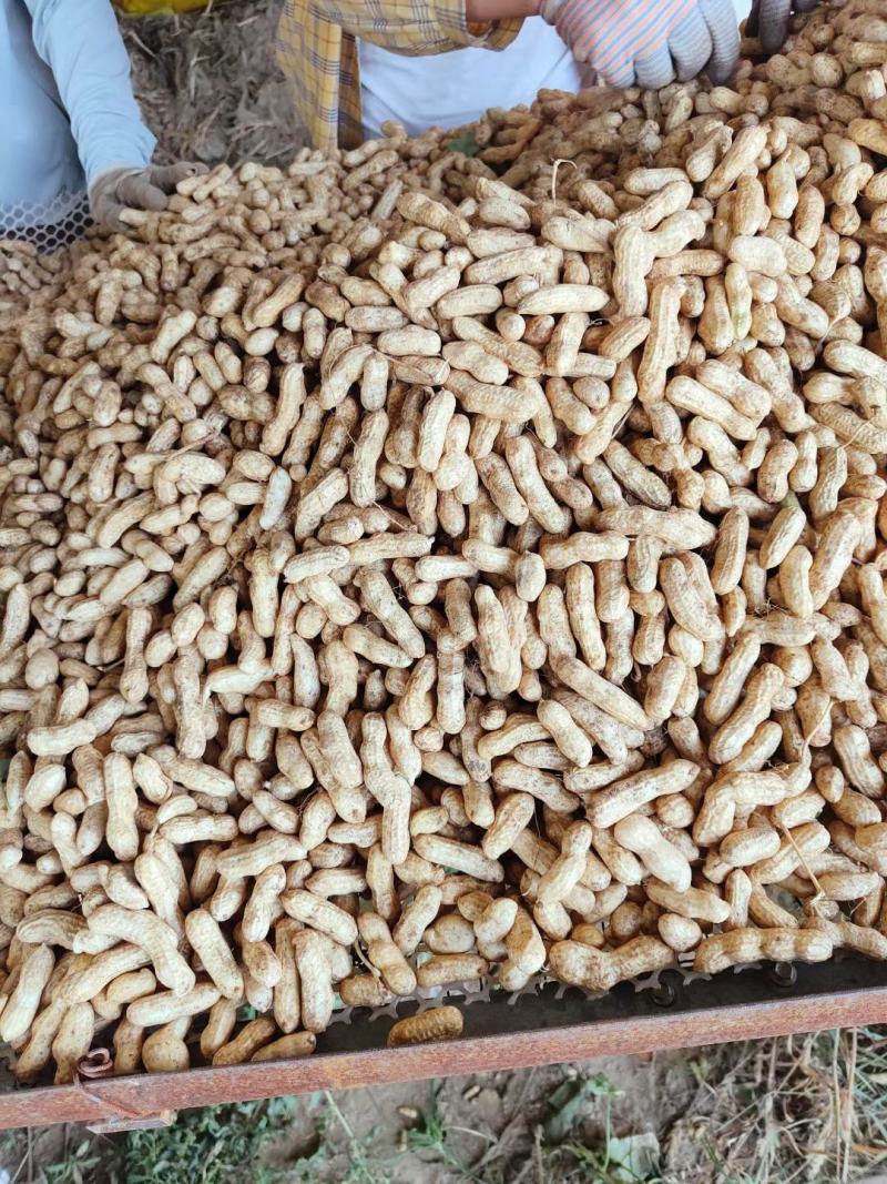 精选四粒红鲜花生，过筛子手选果，籽粒饱满，直供，超市市场