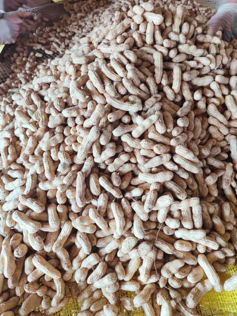 精选四粒红鲜花生，过筛子手选果，籽粒饱满，直供，超市市场