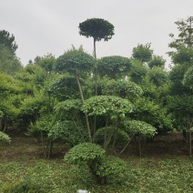 小叶女贞造型
