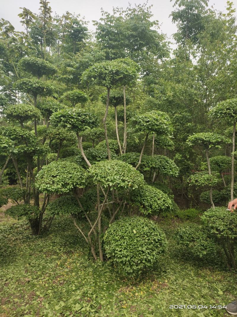 小叶女贞造型