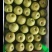 翠冠梨，果鲜味美果型好