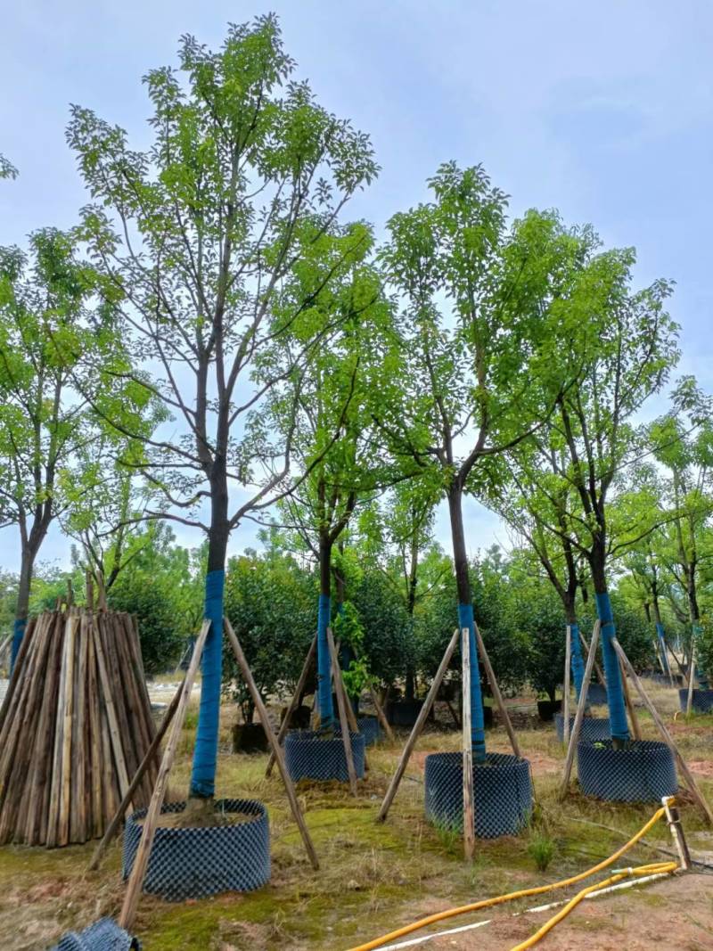 广东揭阳普宁精品全冠香樟移植苗，规格齐全，基地直销