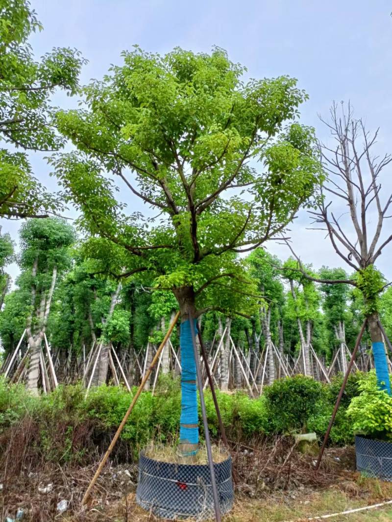 广东揭阳普宁精品全冠香樟移植苗，规格齐全，基地直销