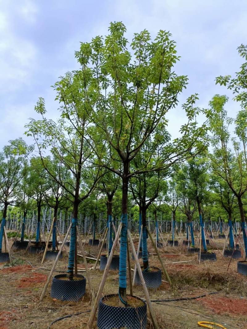 广东揭阳普宁精品全冠香樟移植苗，规格齐全，基地直销