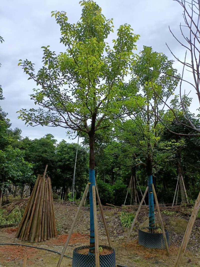 广东揭阳普宁精品全冠香樟移植苗，规格齐全，基地直销