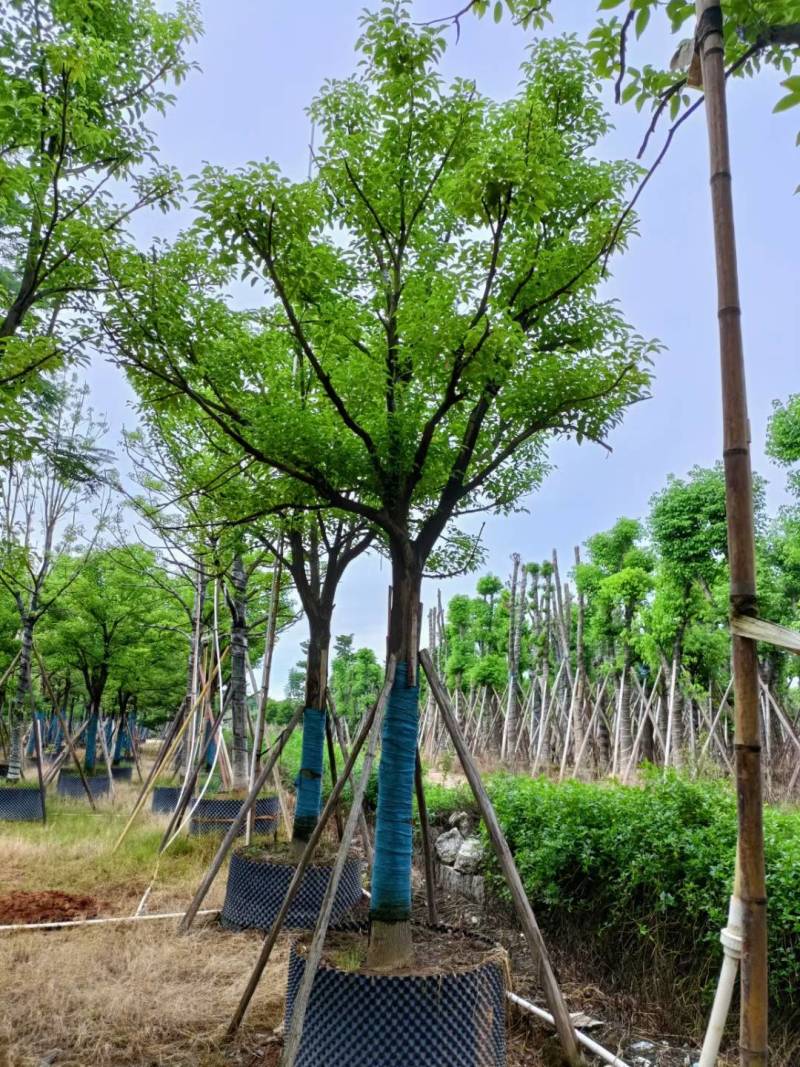 广东揭阳普宁精品全冠香樟移植苗，规格齐全，基地直销