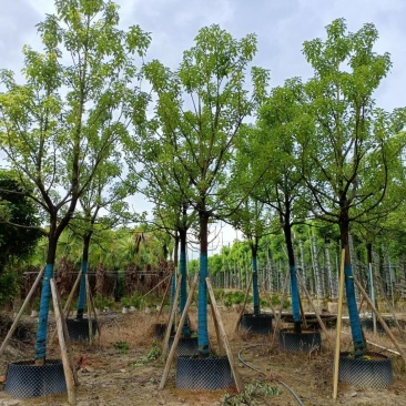 广东揭阳普宁精品全冠香樟移植苗，规格齐全，基地直销