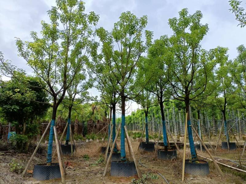 广东揭阳普宁精品全冠香樟移植苗，规格齐全，基地直销