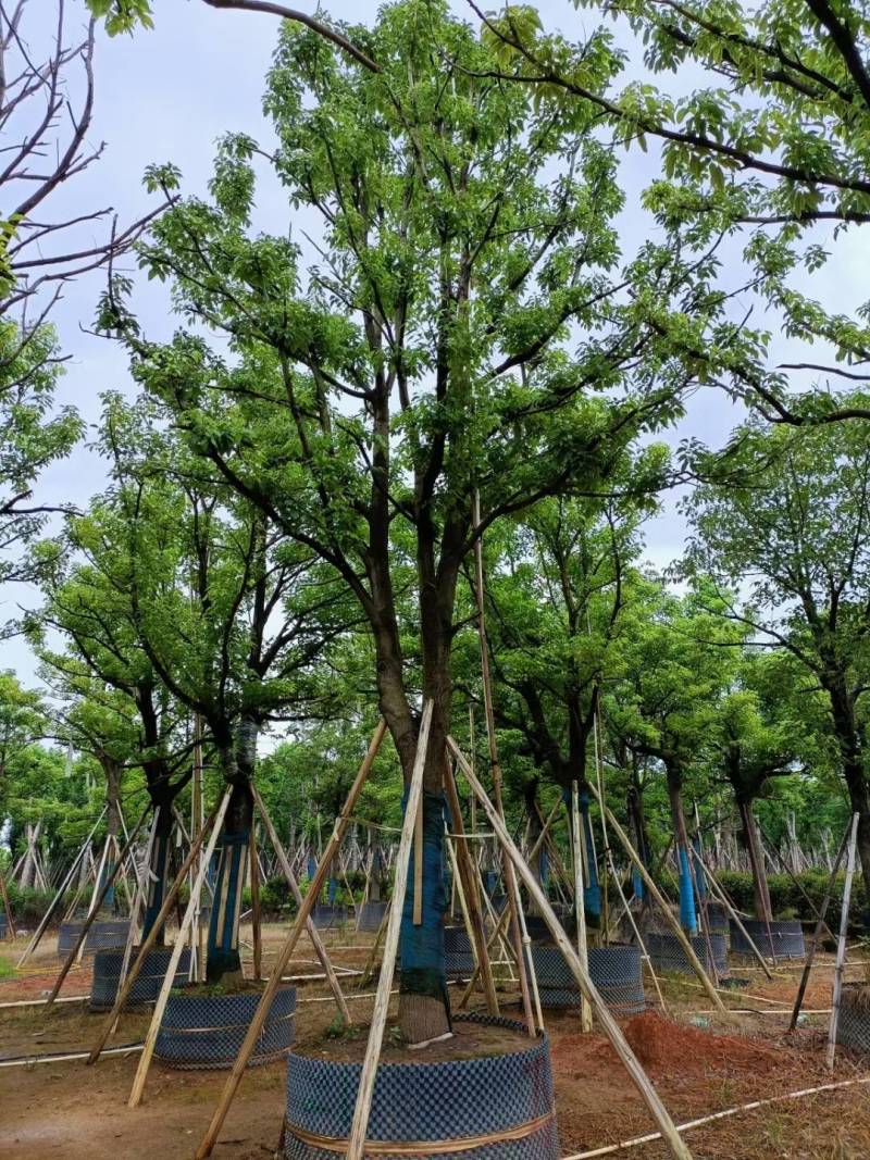 广东揭阳普宁精品全冠香樟移植苗，规格齐全，基地直销