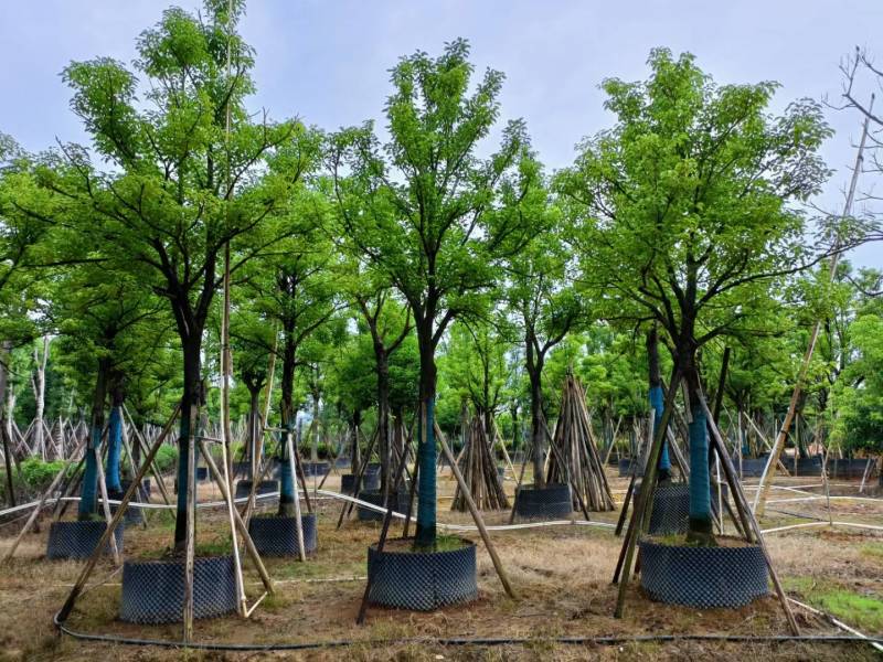 广东揭阳普宁精品全冠香樟移植苗，规格齐全，基地直销