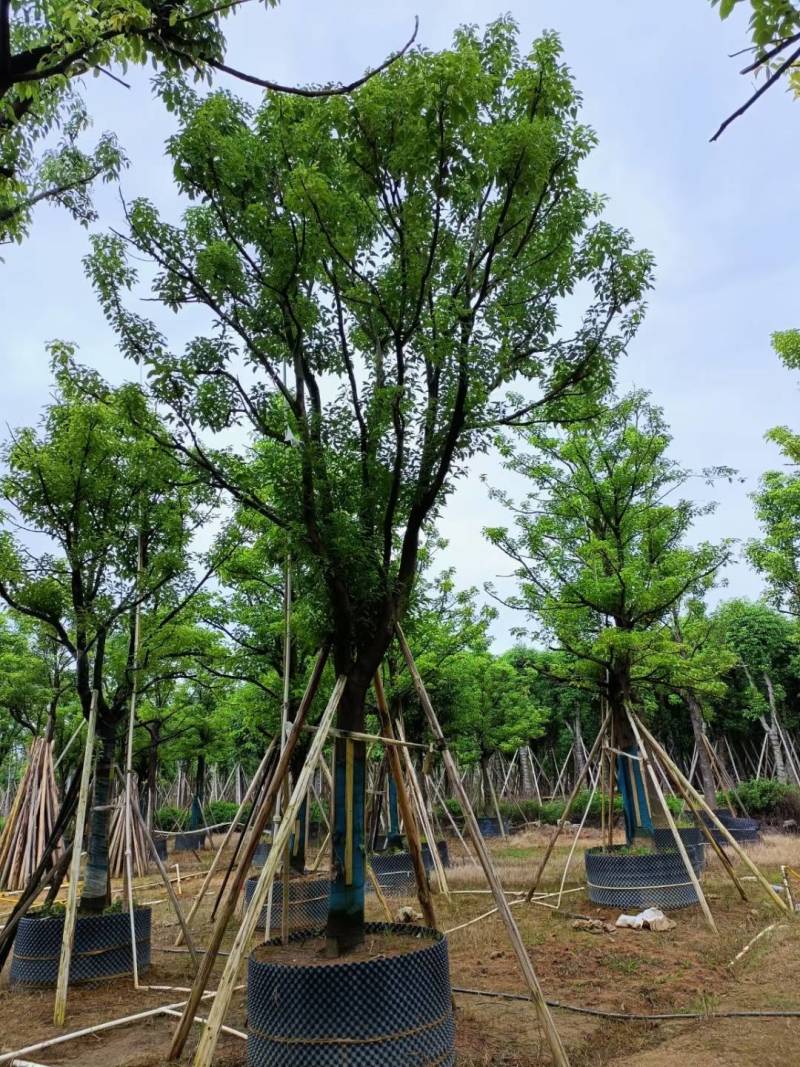 广东揭阳普宁精品全冠香樟移植苗，规格齐全，基地直销
