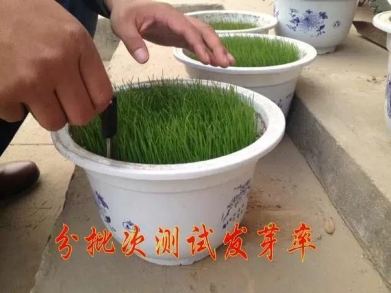 草坪草籽四季常青免修剪护坡马尼拉狗牙根黑麦草皮种子孑庭院