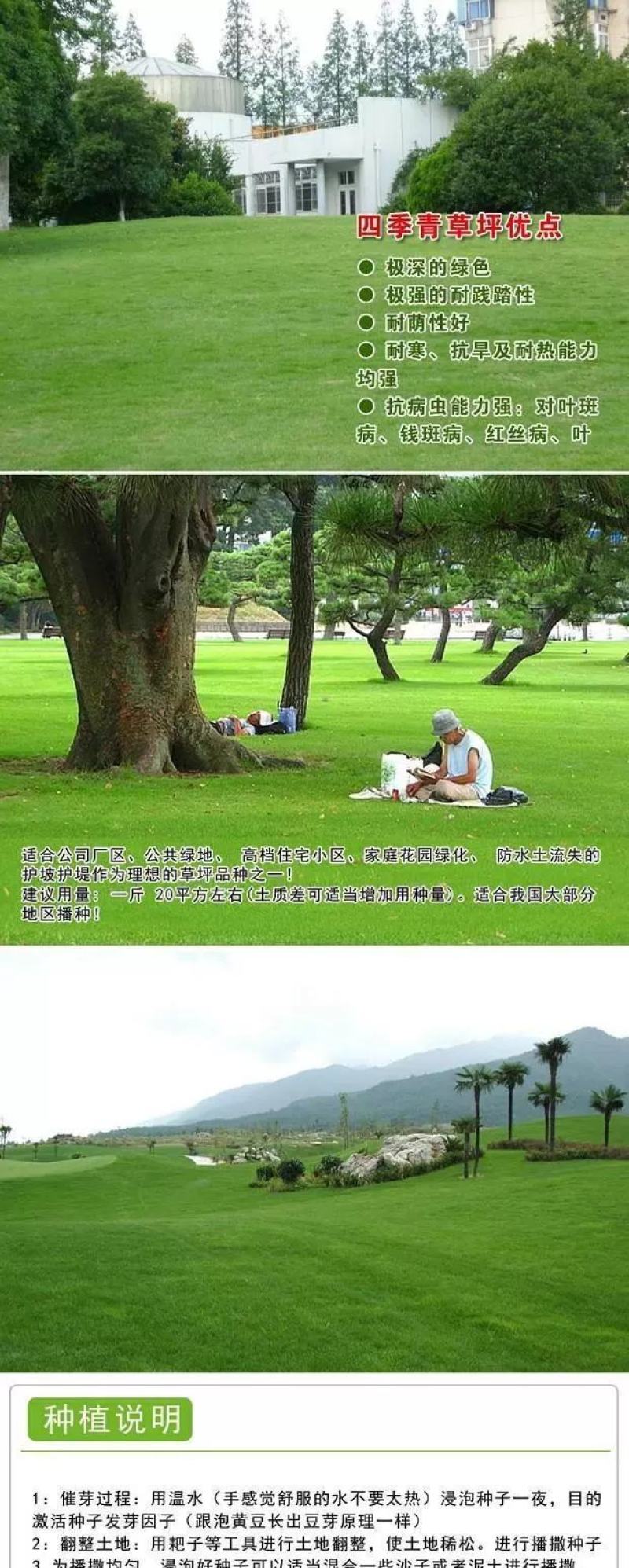 草坪草籽四季常青免修剪护坡马尼拉狗牙根黑麦草皮种子孑庭院