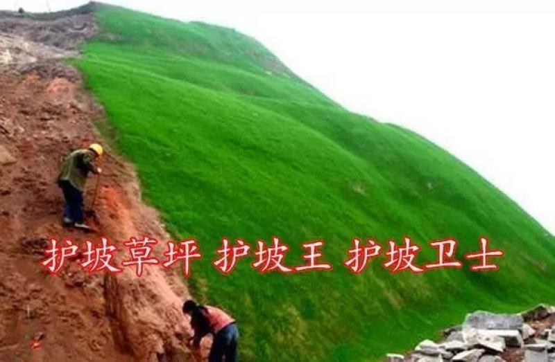 草坪草籽四季常青免修剪护坡马尼拉狗牙根黑麦草皮种子孑庭院