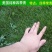 草坪草籽四季常青免修剪护坡马尼拉狗牙根黑麦草皮种子孑庭院
