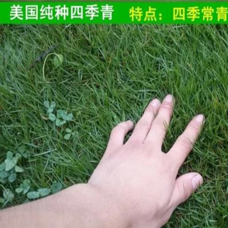 草坪草籽四季常青免修剪护坡马尼拉狗牙根黑麦草皮种子孑庭院