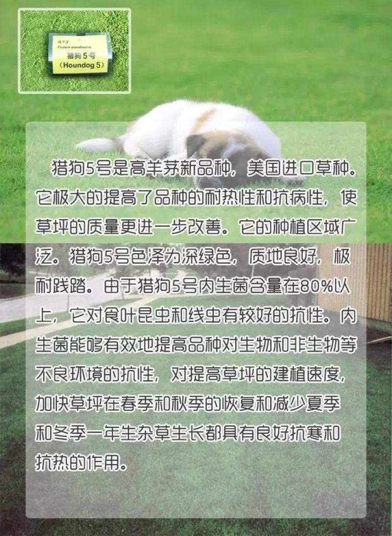 草坪草籽四季常青免修剪护坡马尼拉狗牙根黑麦草皮种子孑庭院