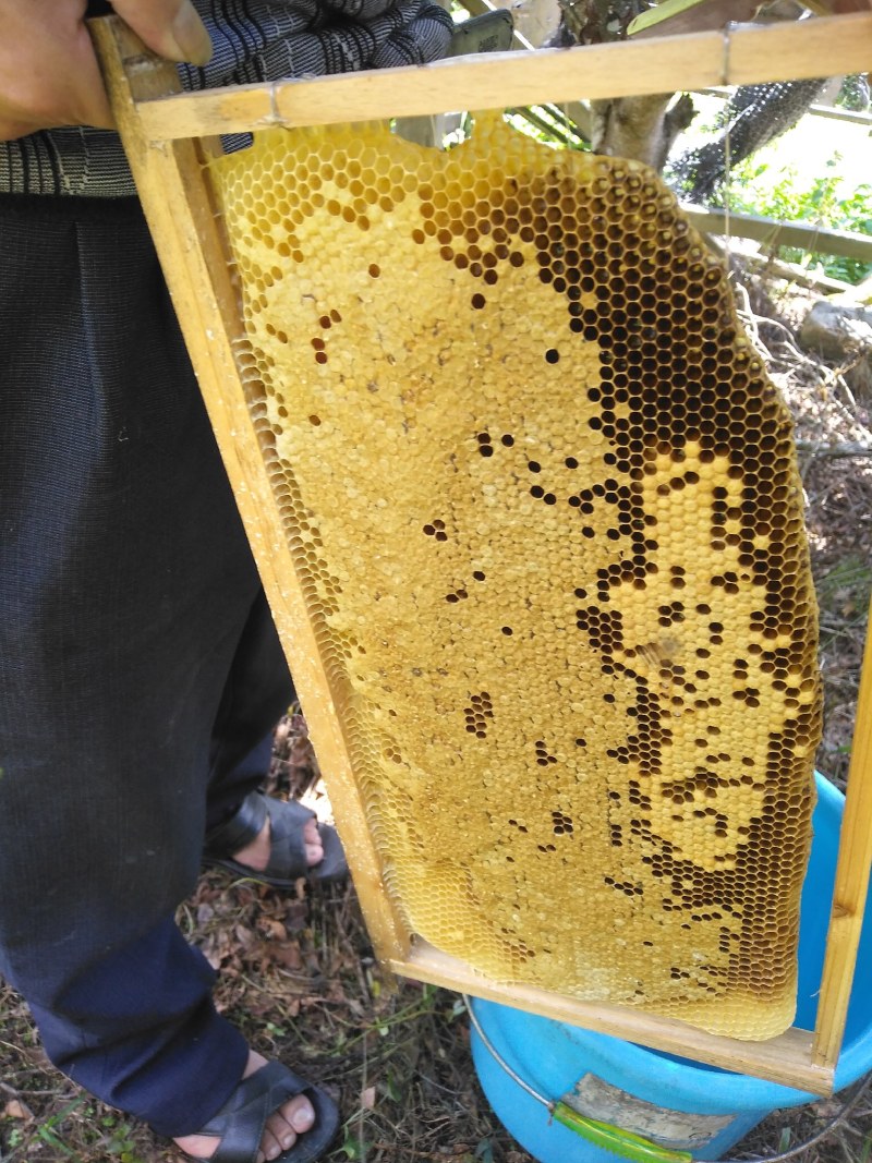 万安高山土蜂蜜自然采摘山里人的土蜂中蜂/蜂蜜活框养