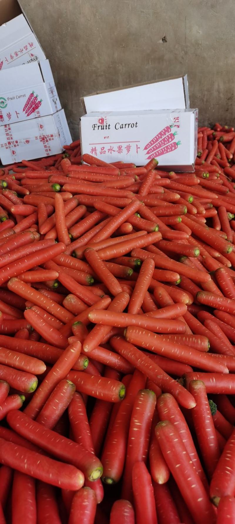 精品胡萝卜