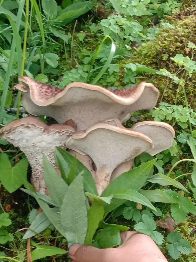 虎掌菌(省内包邮)