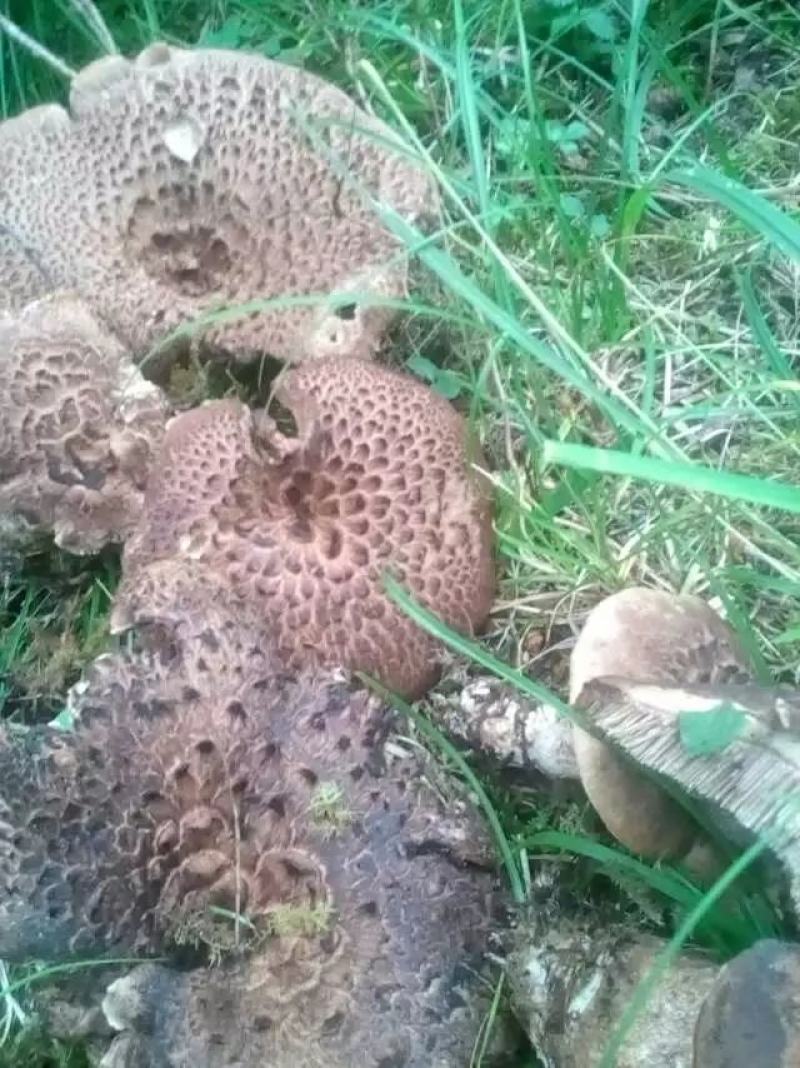 虎掌菌(省内包邮)