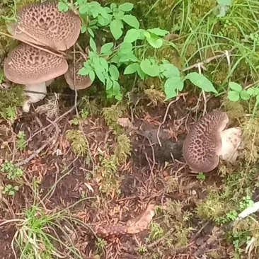 虎掌菌(省内包邮)