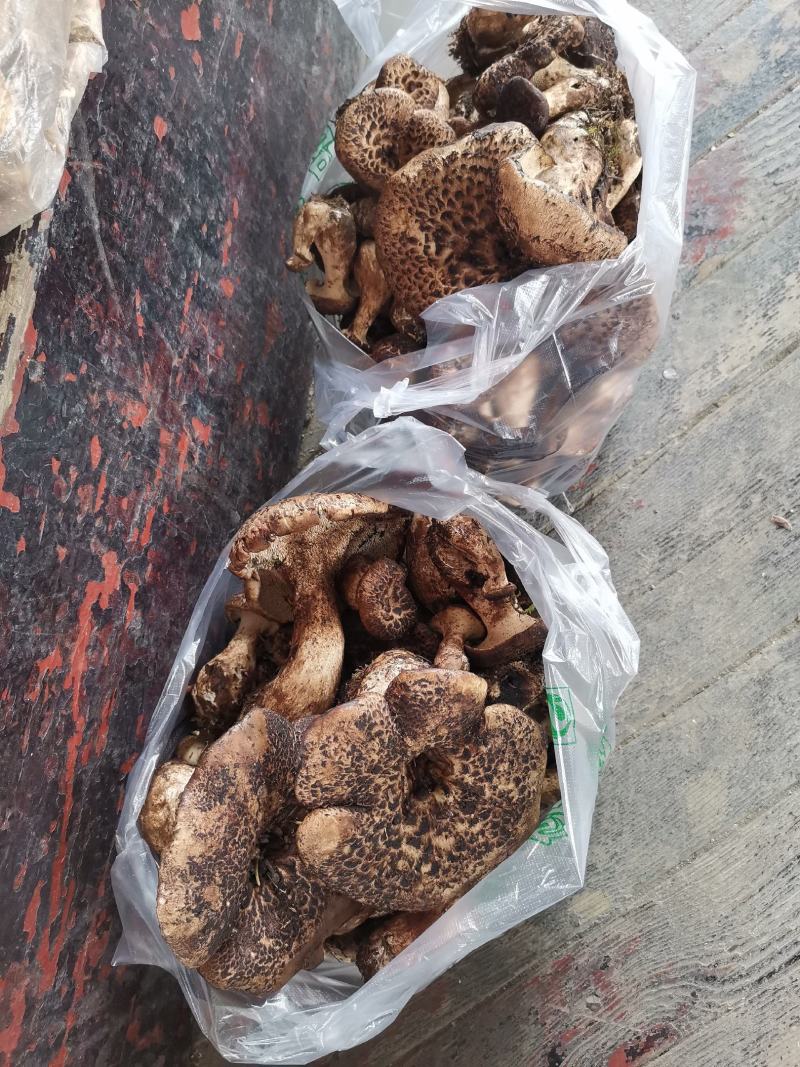 虎掌菌(省内包邮)