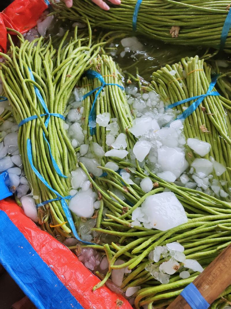 精品绿豆角，可以分把，适合发往全国各地大小市场