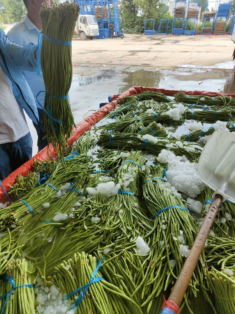 精品绿豆角，可以分把，适合发往全国各地大小市场